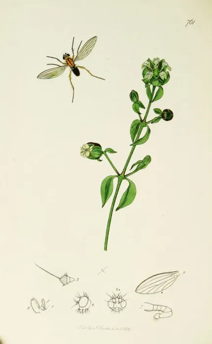 Framed Print : Curtis British Entomology Plate 761 Framed Print : Curtis British Entomology Plate 761