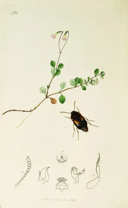 Framed Print : Curtis British Entomology Plate 762 Framed Print : Curtis British Entomology Plate 762
