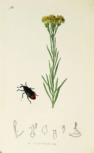 Curtis British Entomology Plate 766