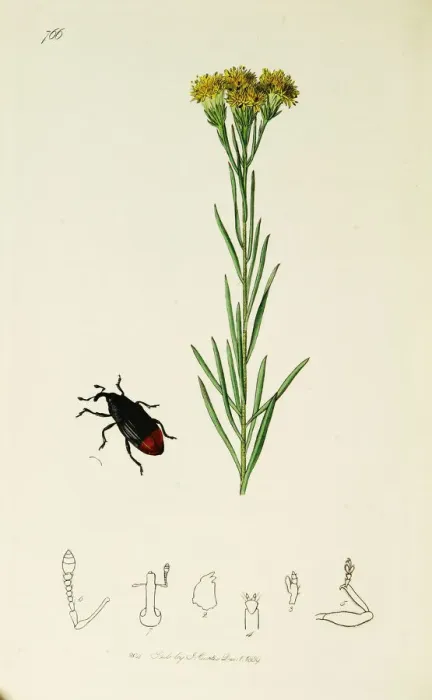 Framed Print : Curtis British Entomology Plate 766 Framed Print : Curtis British Entomology Plate 766