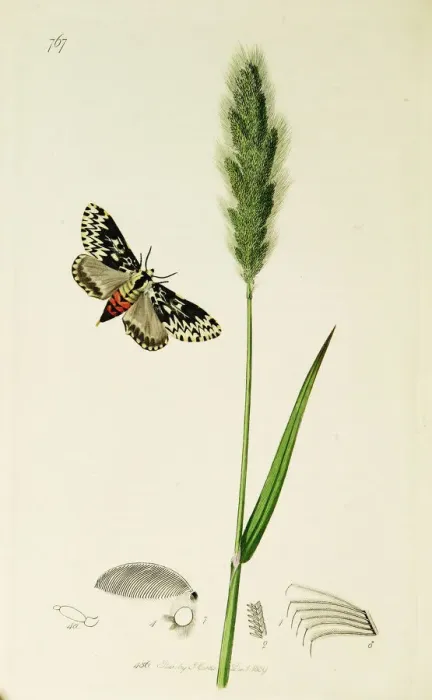 Framed Print : Curtis British Entomology Plate 767 Framed Print : Curtis British Entomology Plate 767