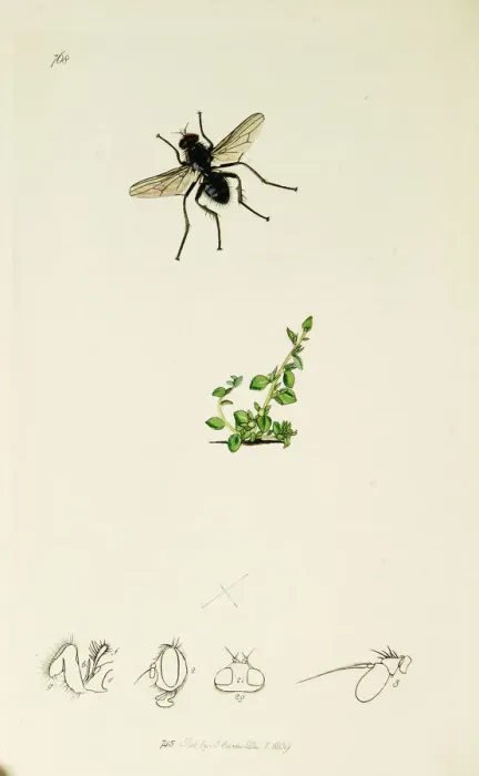 Framed Print : Curtis British Entomology Plate 768 Framed Print : Curtis British Entomology Plate 768