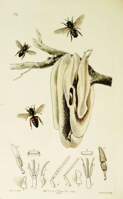 Framed Print : Curtis British Entomology Plate 769 Framed Print : Curtis British Entomology Plate 769