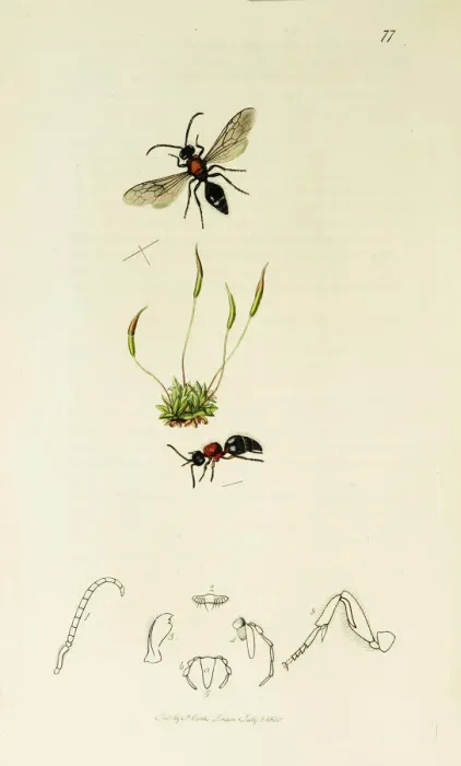 Framed Print : Curtis British Entomology Plate 77 Framed Print : Curtis British Entomology Plate 77