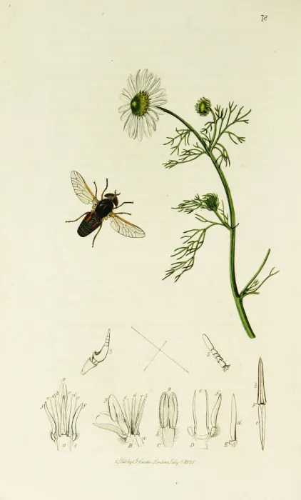 Framed Print : Curtis British Entomology Plate 78 Framed Print : Curtis British Entomology Plate 78