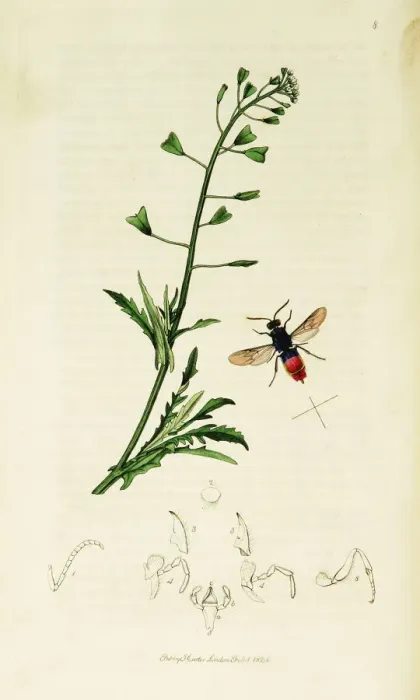 Framed Print : Curtis British Entomology Plate 8