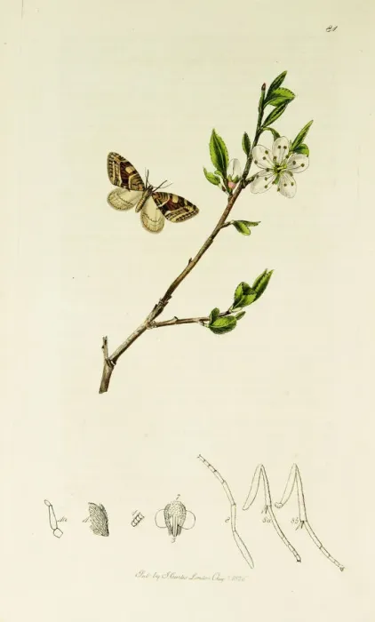 Framed Print : Curtis British Entomology Plate 81