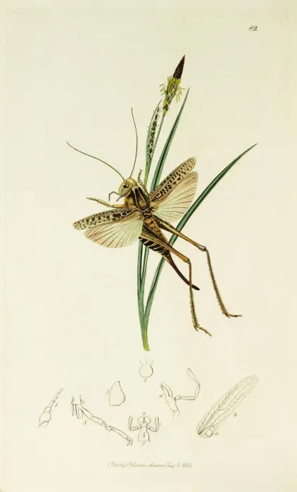 Framed Print : Curtis British Entomology Plate 82 Framed Print : Curtis British Entomology Plate 82