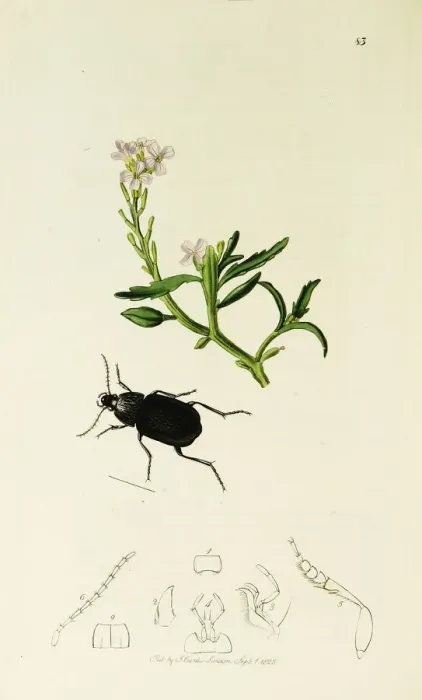 Framed Print : Curtis British Entomology Plate 83 Framed Print : Curtis British Entomology Plate 83