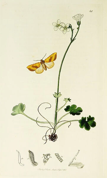 Curtis British Entomology Plate 84
