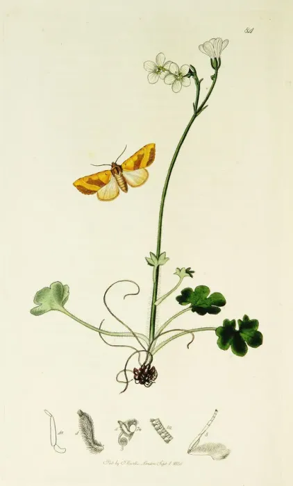 Framed Print : Curtis British Entomology Plate 84 Framed Print : Curtis British Entomology Plate 84