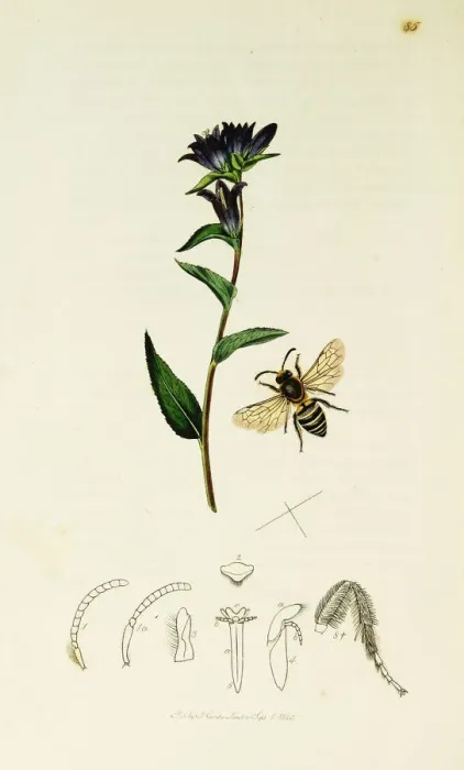 Framed Print : Curtis British Entomology Plate 85 Framed Print : Curtis British Entomology Plate 85