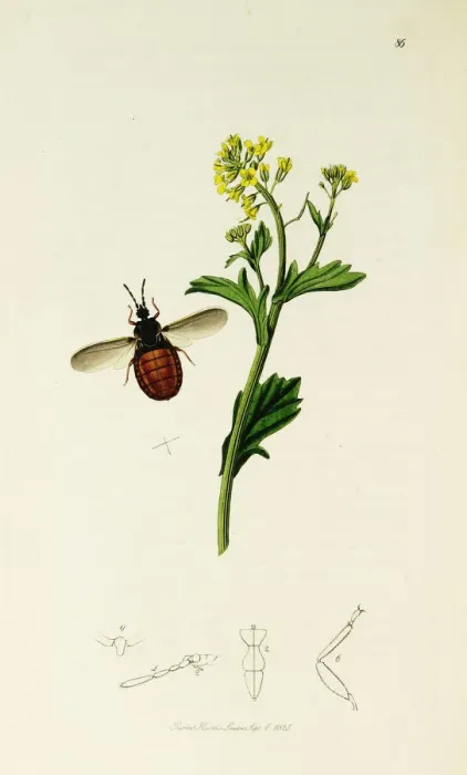 Framed Print : Curtis British Entomology Plate 86 Framed Print : Curtis British Entomology Plate 86