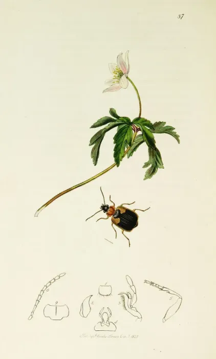 Framed Print : Curtis British Entomology Plate 87 Framed Print : Curtis British Entomology Plate 87