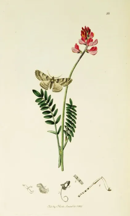 Framed Print : Curtis British Entomology Plate 88 Framed Print : Curtis British Entomology Plate 88