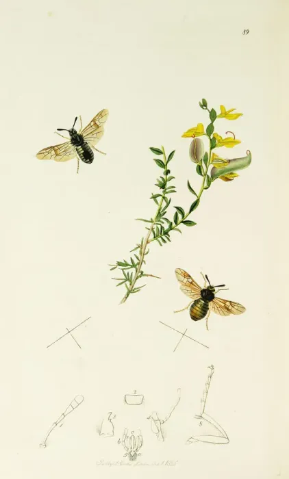 Framed Print : Curtis British Entomology Plate 89 Framed Print : Curtis British Entomology Plate 89