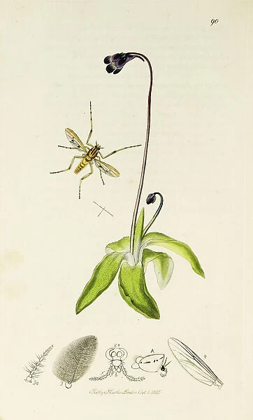Curtis British Entomology Plate 90