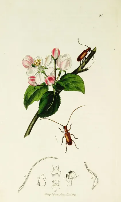 Framed Print : Curtis British Entomology Plate 91 Framed Print : Curtis British Entomology Plate 91