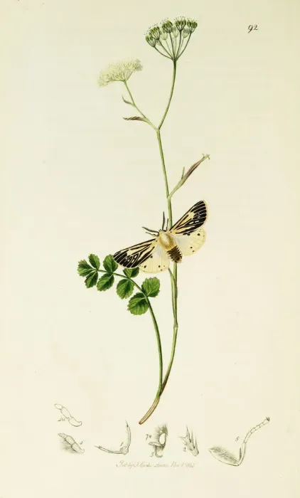 Framed Print : Curtis British Entomology Plate 92 Framed Print : Curtis British Entomology Plate 92