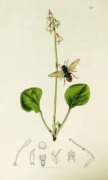 Framed Print : Curtis British Entomology Plate 93 Framed Print : Curtis British Entomology Plate 93