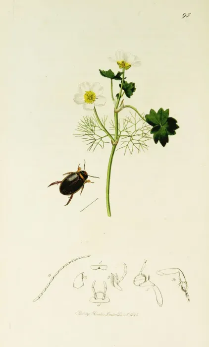 Framed Print : Curtis British Entomology Plate 95 Framed Print : Curtis British Entomology Plate 95