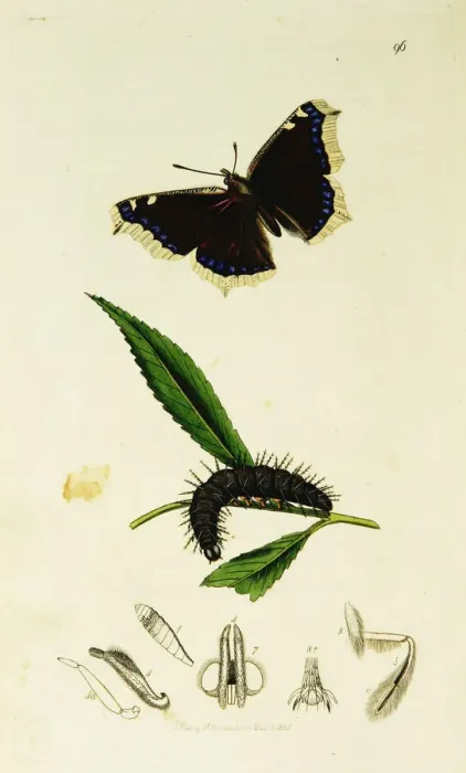 Framed Print : Curtis British Entomology Plate 96 Framed Print : Curtis British Entomology Plate 96