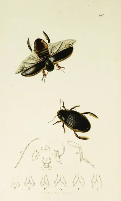 Framed Print : Curtis British Entomology Plate 99 Framed Print : Curtis British Entomology Plate 99
