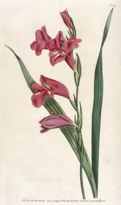 Framed Print : Curtis / Common Gladiolus Framed Print : Curtis / Common Gladiolus