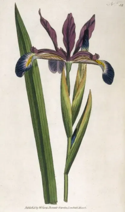 Framed Print : Curtis / Spurious Iris Framed Print : Curtis / Spurious Iris