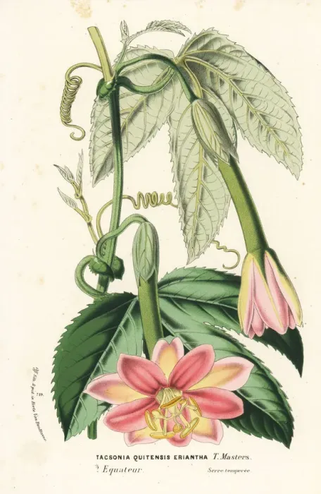 Framed Print : Curuba passionflower, Passiflora mixta Framed Print : Curuba passionflower, Passiflora mixta