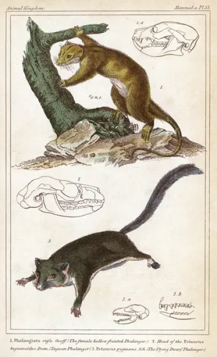 Framed Print : CUSCUS. (phalanger orientalis). Previously known as the Phalanger Framed Print : CUSCUS. (phalanger orientalis). Previously known as the Phalanger