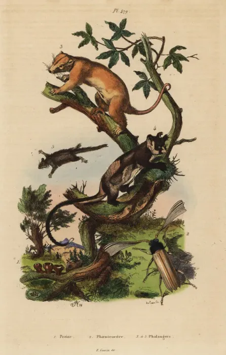 Framed Print : Cuscus, yellow-bellied glider, feathertail Framed Print : Cuscus, yellow-bellied glider, feathertail