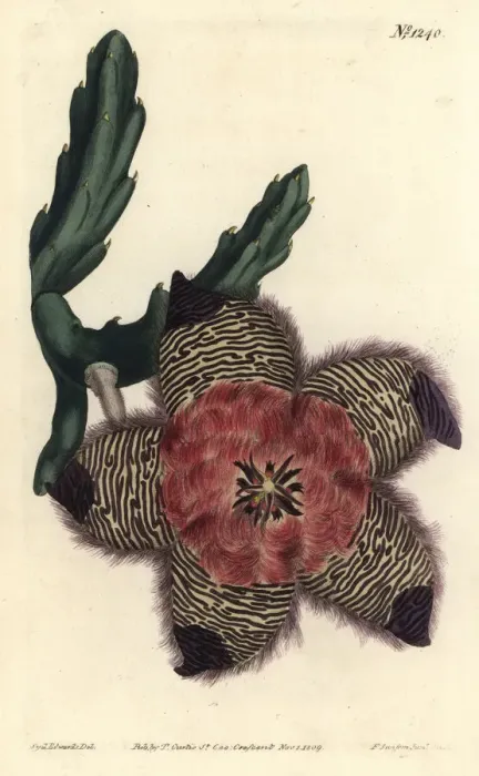 Framed Print : Cushioned stapelia, Stapelia pulvinata Framed Print : Cushioned stapelia, Stapelia pulvinata