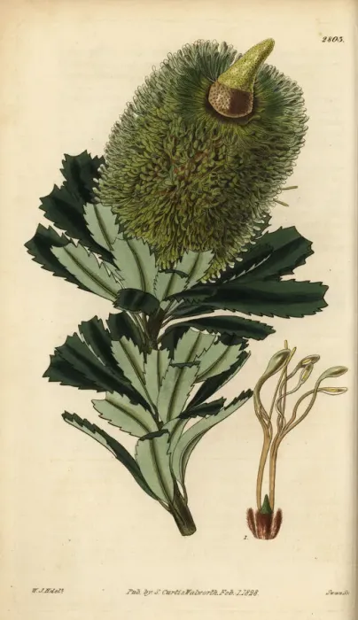 Framed Print : Cut-leaf banksia, Banksia praemorsa Framed Print : Cut-leaf banksia, Banksia praemorsa