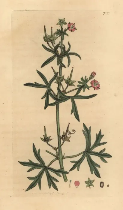 Framed Print : Cut-leaved cranesbill, Geranium dissectum Framed Print : Cut-leaved cranesbill, Geranium dissectum