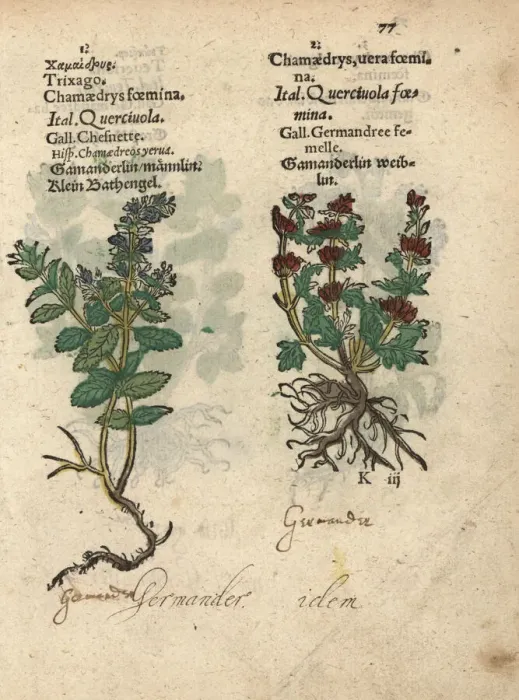 Framed Print : Cut-leaved germander and common germander Framed Print : Cut-leaved germander and common germander
