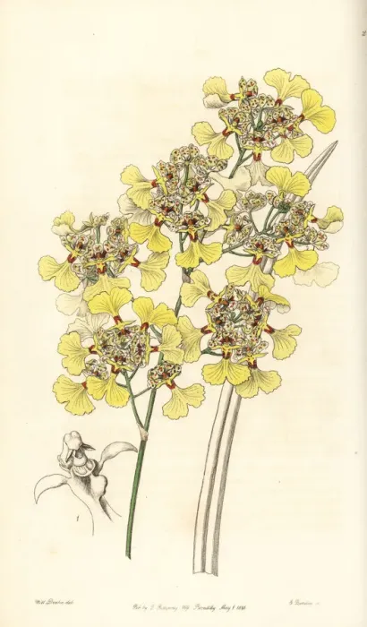 Framed Print : Cut-lipped oncidium orchid, Oncidium lacerum Framed Print : Cut-lipped oncidium orchid, Oncidium lacerum