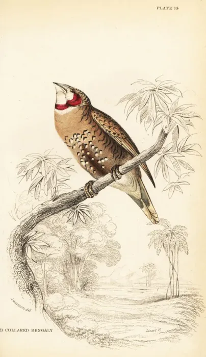 Framed Print : Cut-throat finch, Amadina fasciata Framed Print : Cut-throat finch, Amadina fasciata