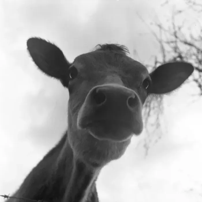 Framed Print : Cute Calf. A rather endearing view of a young Framed Print : Cute Calf. A rather endearing view of a young