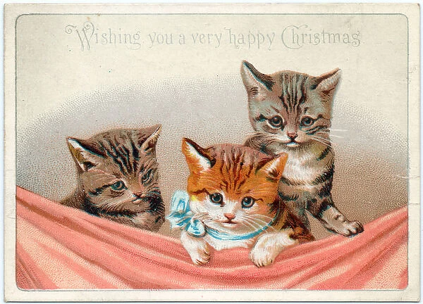 Three cute kittens on a Christmas card