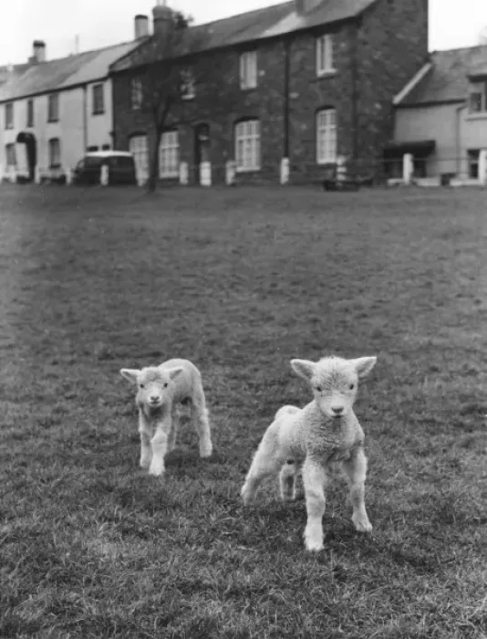 Framed Print : Two Cute Lambs Framed Print : Two Cute Lambs