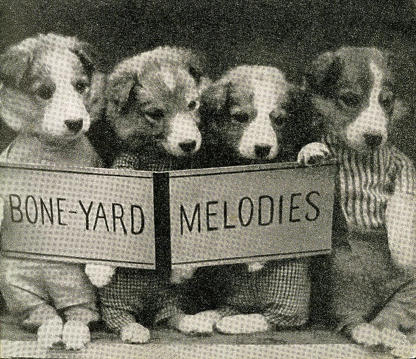 Cute Puppies: Boneyard Melodies