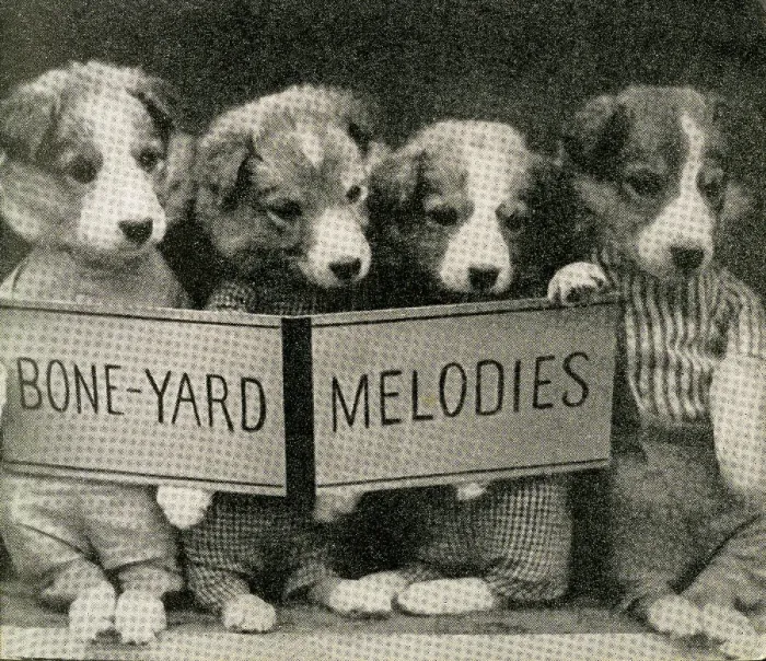 Framed Print : Cute Puppies: Boneyard Melodies Framed Print : Cute Puppies: Boneyard Melodies