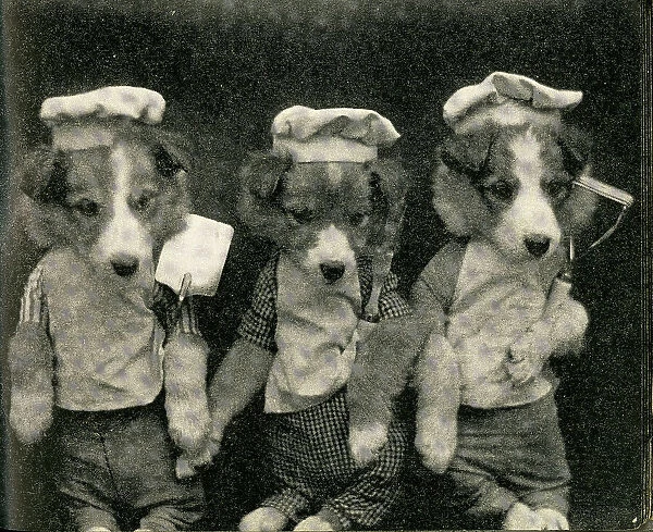 Cute Puppies: Three Chefs