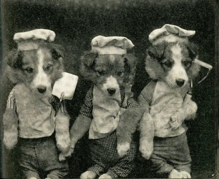 Framed Print : Cute Puppies: Three Chefs Framed Print : Cute Puppies: Three Chefs