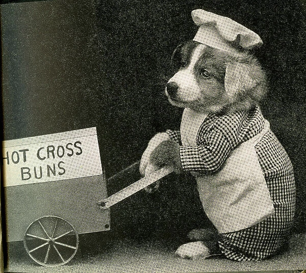 Cute Puppies: Hot Cross Buns