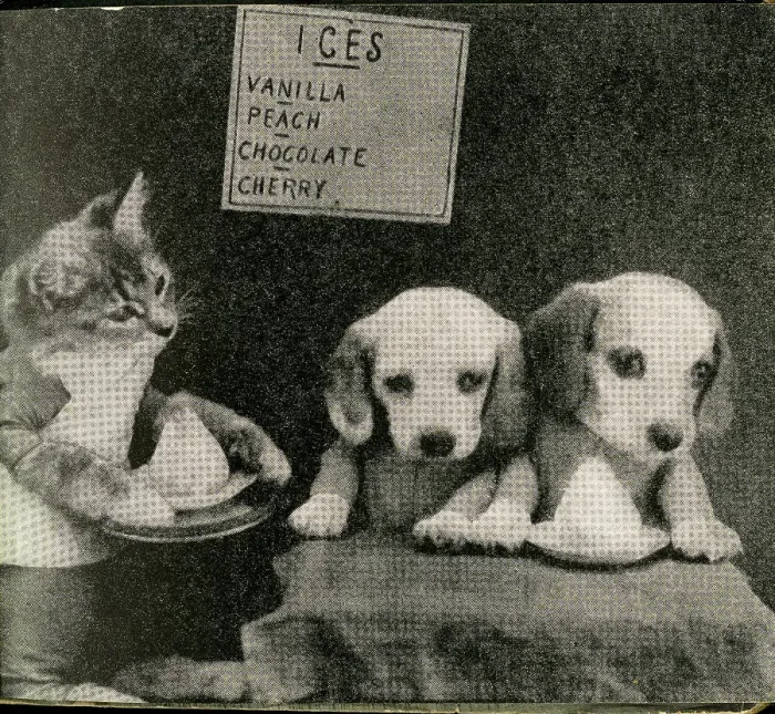 Framed Print : Cute Puppies: Ices Framed Print : Cute Puppies: Ices