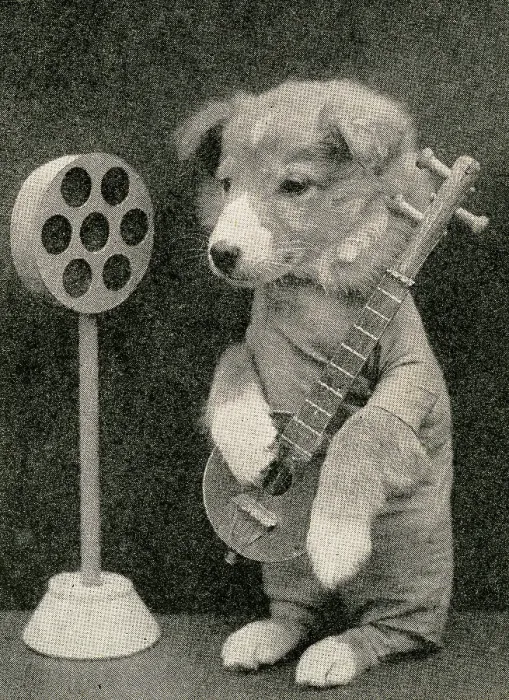 Framed Print : Cute Puppies: Playing To The Microphone Framed Print : Cute Puppies: Playing To The Microphone