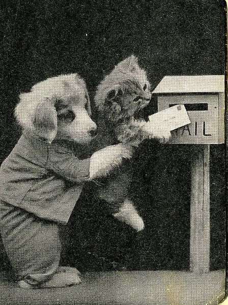 Cute Puppies: The Post Box