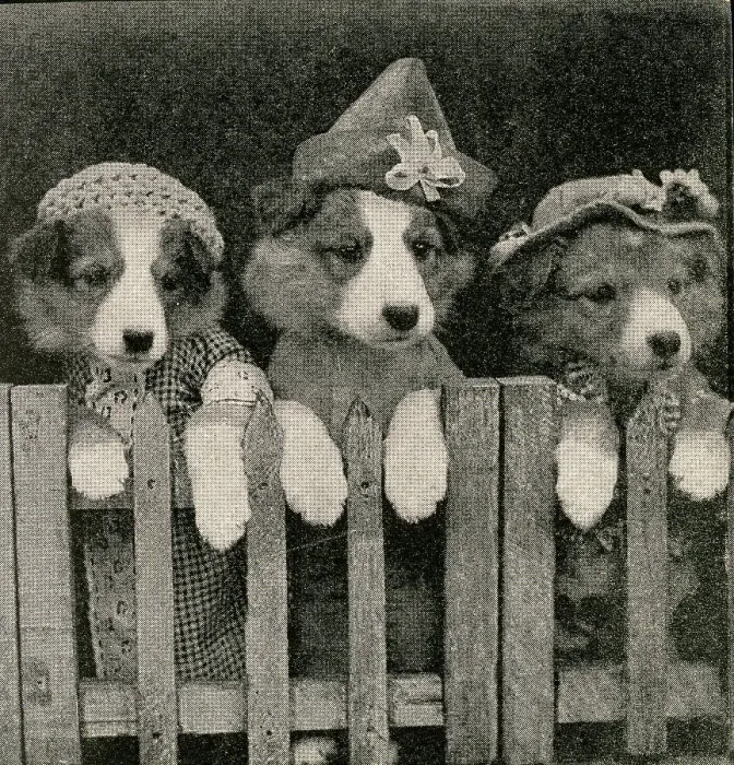 Framed Print : Cute Puppies: Shut Out Framed Print : Cute Puppies: Shut Out